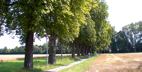 Baum-naturdenkmaler-am-weg